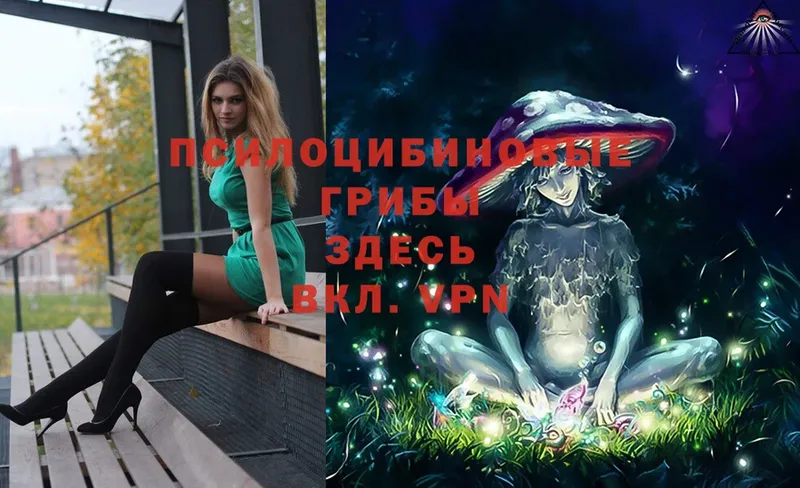 Галлюциногенные грибы Psilocybe  Бийск 